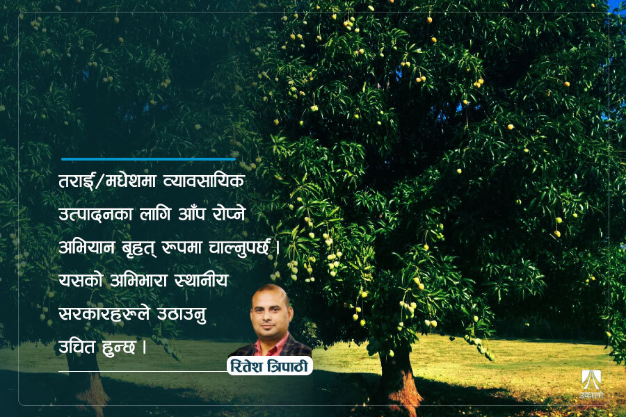 देहातमा आउनुस्, जहाँ आँपका रुख छन्