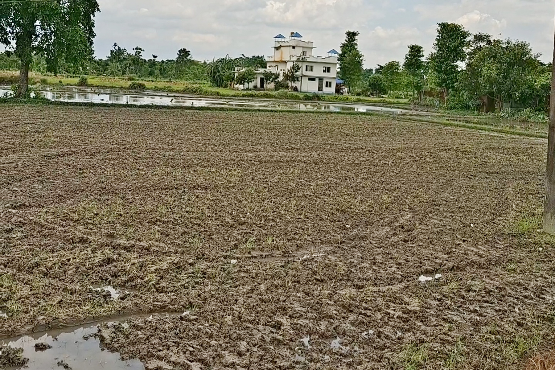झापामा पर्याप्त वर्षा नहुँदा रोपाइँ प्रभावित, मल अभावको समस्या उस्तै