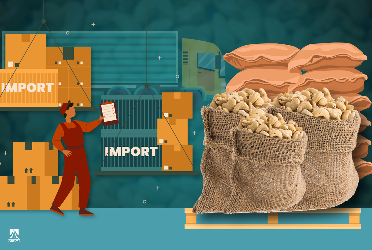 कर बढेपछि भन्सारको आँखा छल्दै छ्याप्छ्याप्ती देखियो काजु तस्करी 