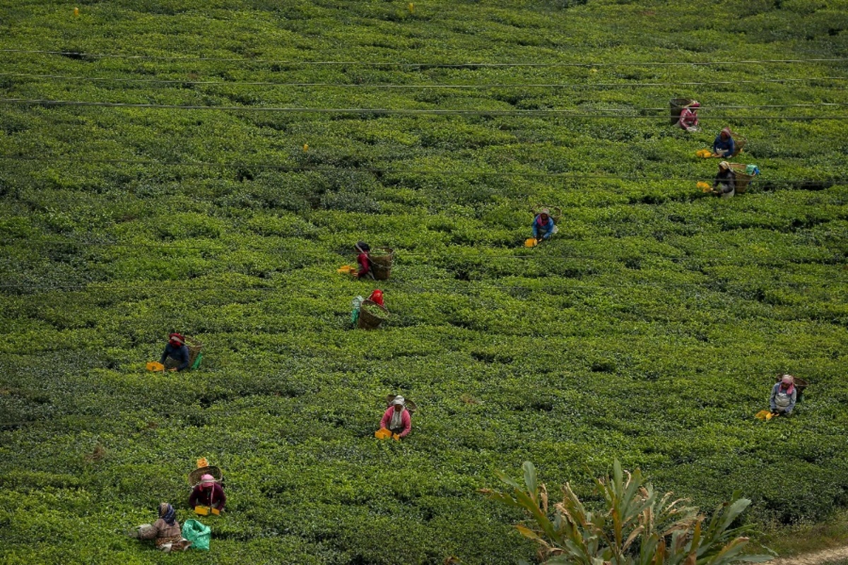 ६ महिनामा ५५ प्रतिशतले बढ्यो चिया निर्यात