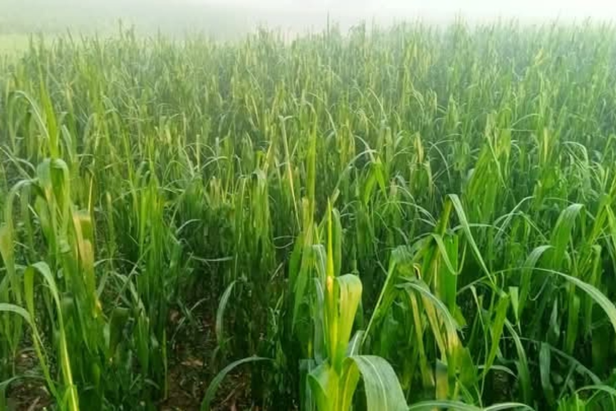 रौतहटमा असिना: मकैबालीमा क्षति 