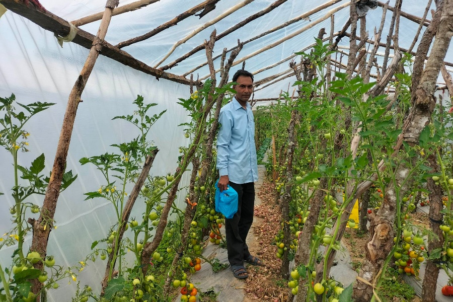 अध्यापनसँगै तरकारी खेतीबाट आम्दानी गर्दै धनवीर सिंह