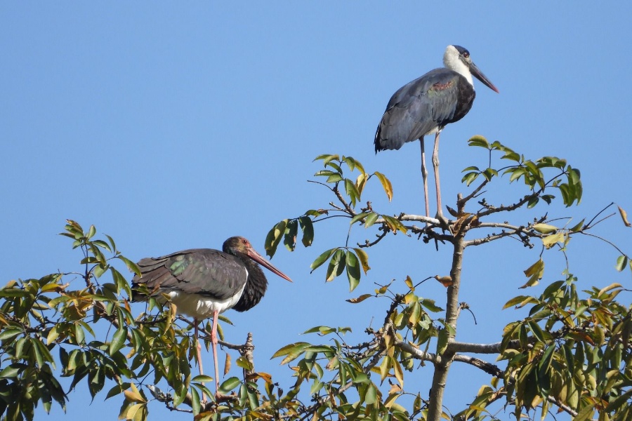 दुर्लभ चराको बासस्थान बन्यो रेसुंगा र मदाने