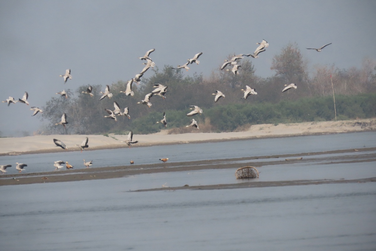 कोशीटप्पुमा भेटिए ७६ प्रजातिका ९ हजार २५० चरा