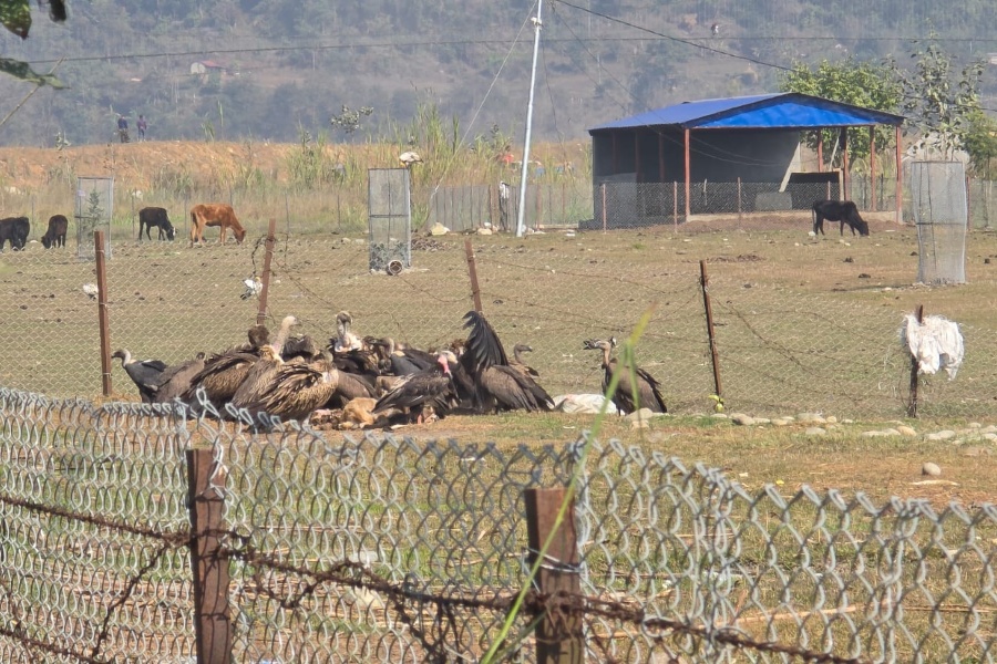 गिद्ध संरक्षण गर्न आरामस्थल निर्माण