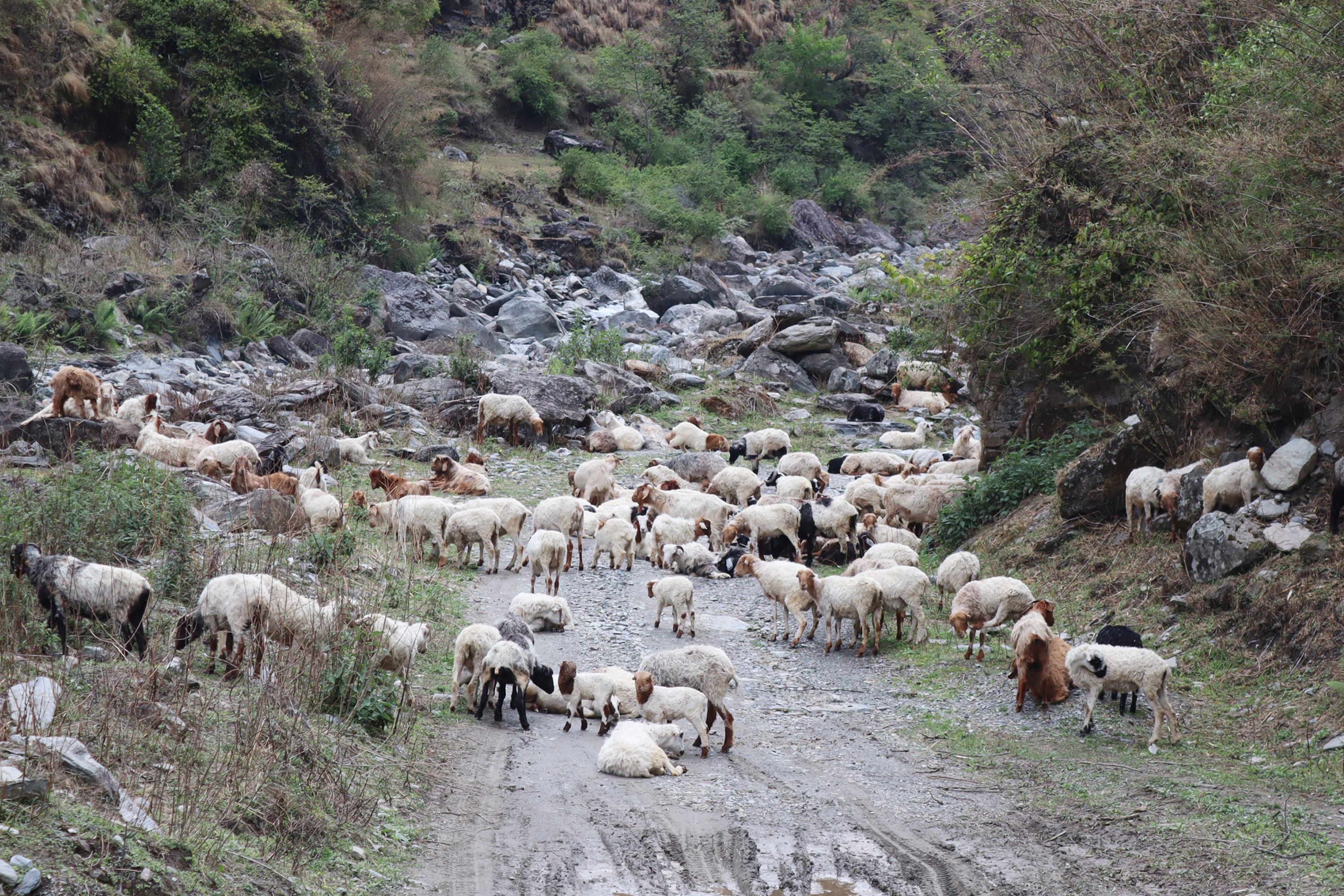 लेक चढ्न थाले भेडी गोठ