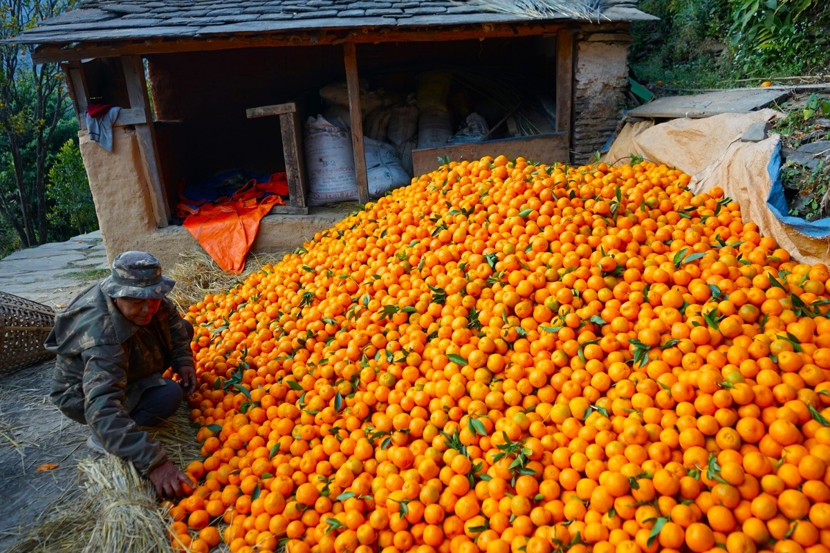 सुन्तला बिक्रीबाट २० लाख रुपैयाँ आम्दानी