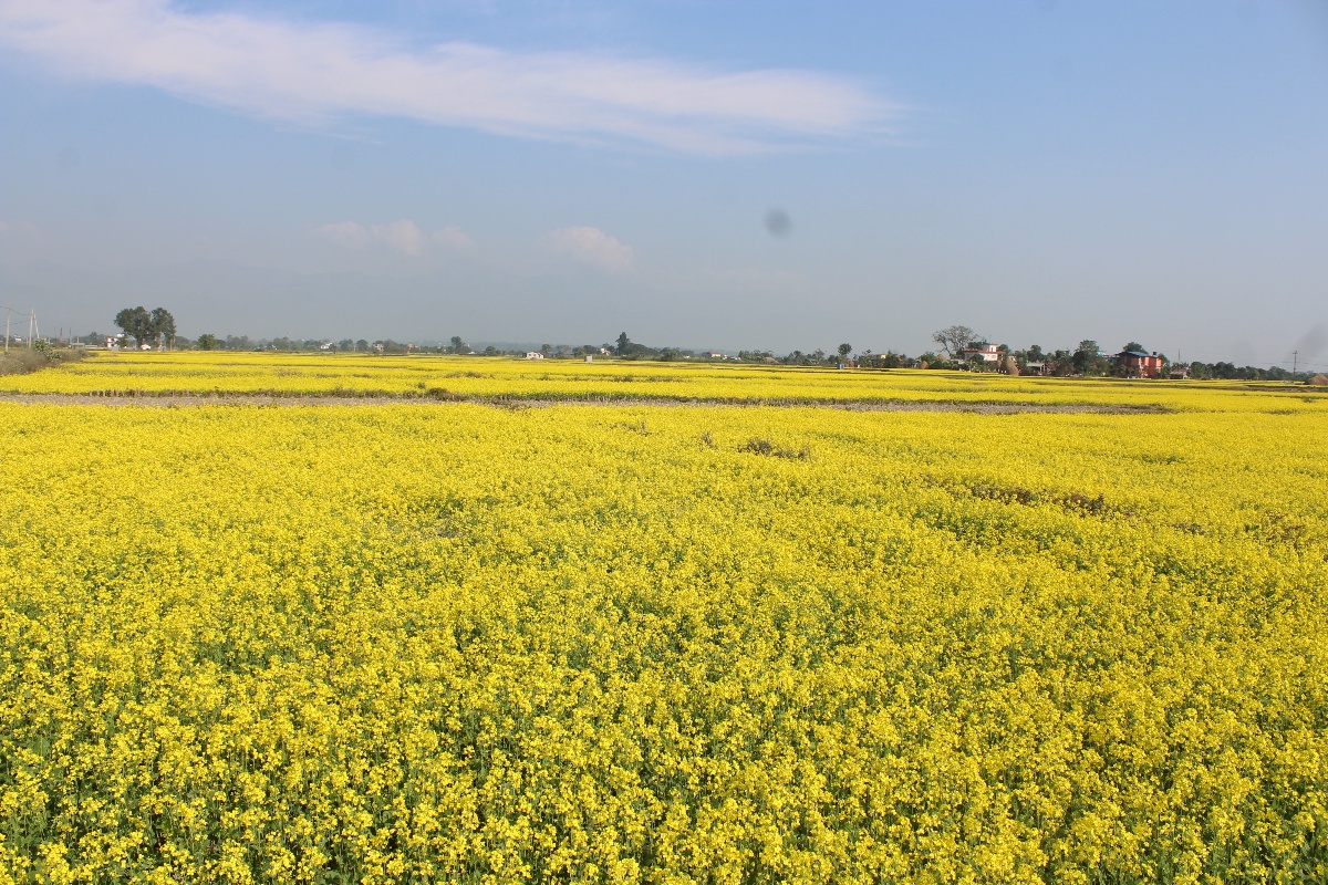 नवलपरासीका किसान तोरीखेतीमा आकर्षित, उत्पादन पनि बढ्यो