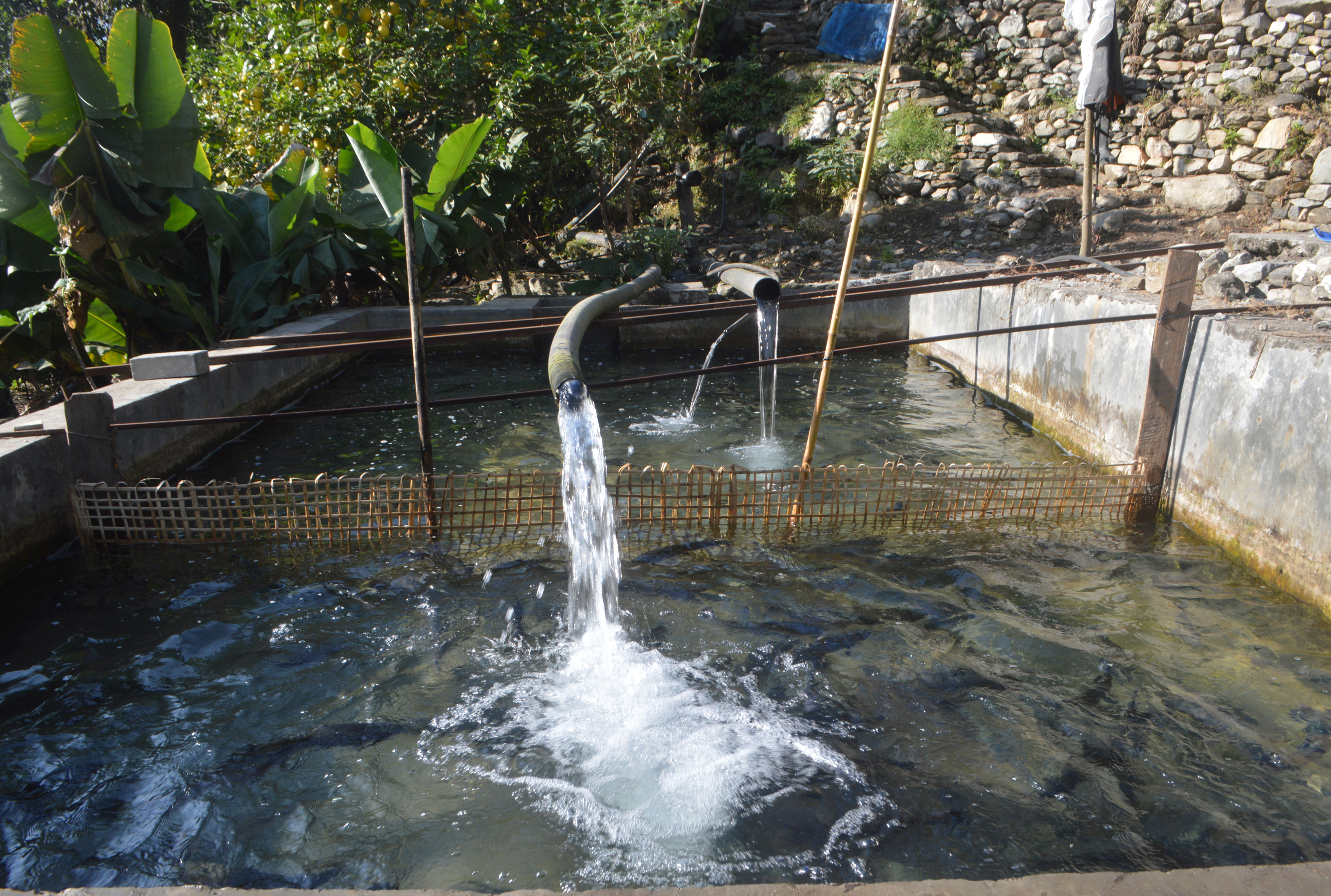 गोरखाको खोर्लाबेँसीमा ट्राउट माछा, माग धान्न मुस्किल