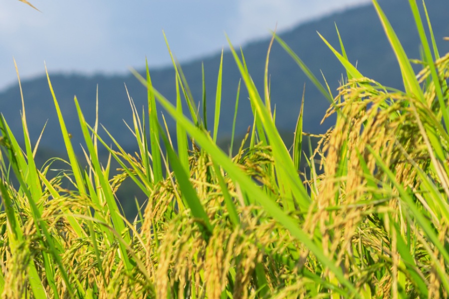 कृषिप्रधान नेपालमा ११ महिनामै १२ अर्ब ४३ करोड रुपैयाँ बराबरको धान आयात