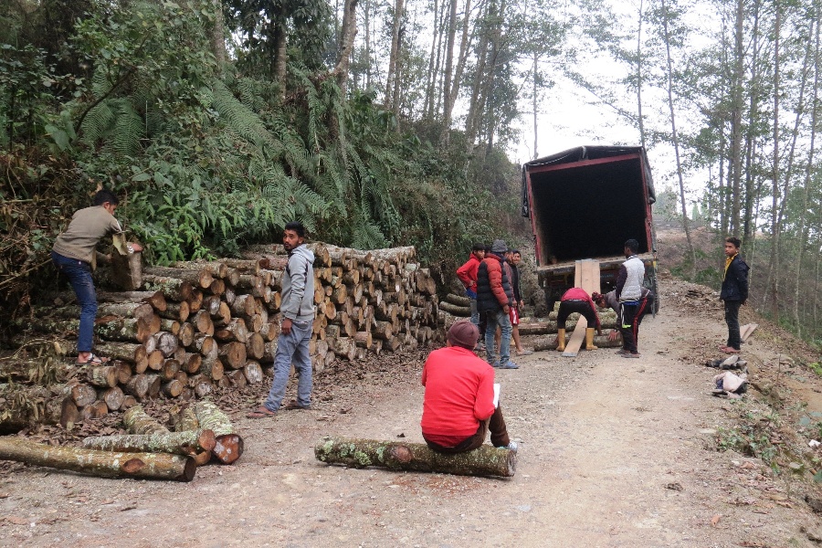 धनकुटाबाट वर्षमै ५० करोडको गोलिया निर्यात    