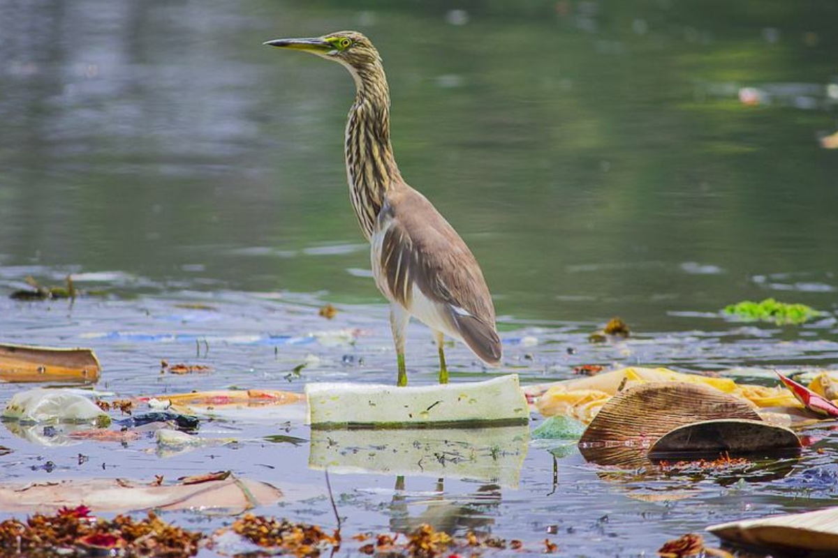 विश्व वातावरण दिवस मनाइँदै