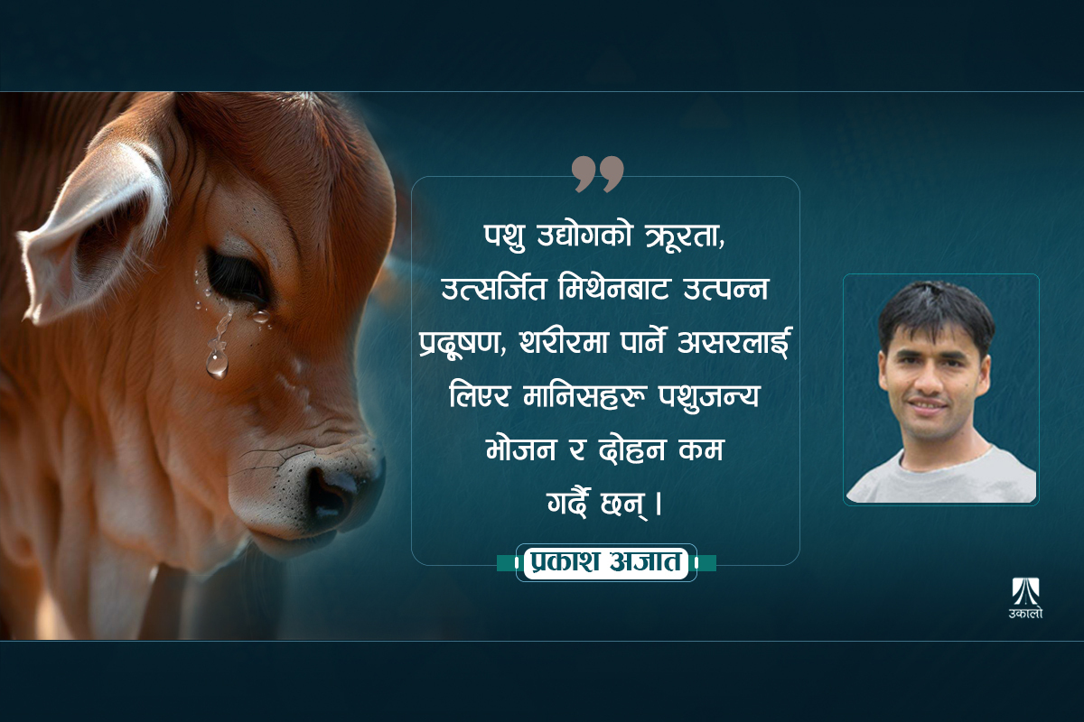 गाईलाई हामी साँच्चै माया गर्छौं?