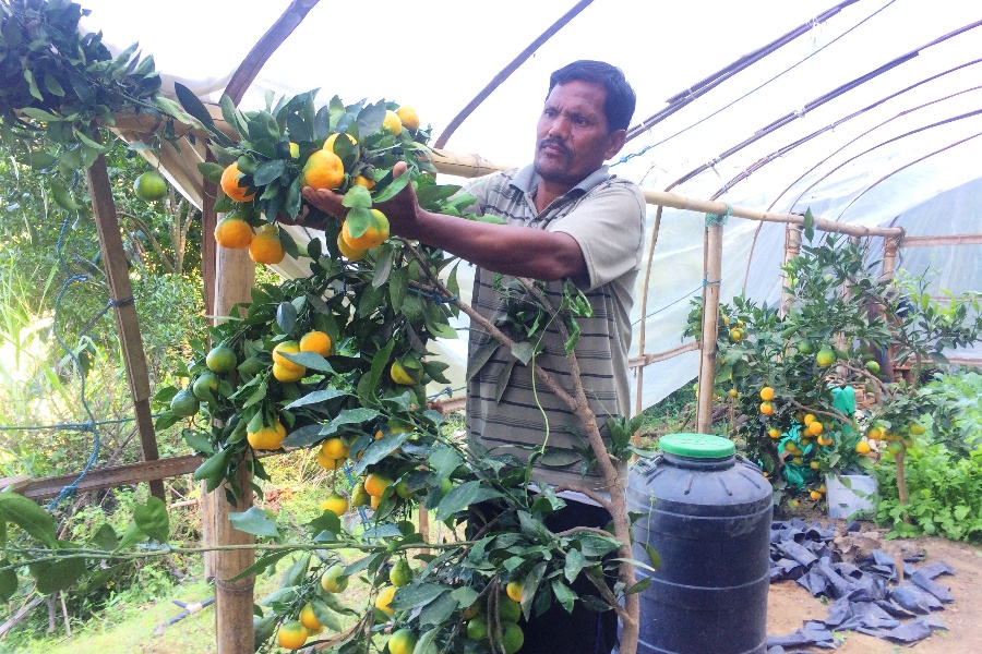 बेमौसमी सुन्तला फलाउँदै खड्का