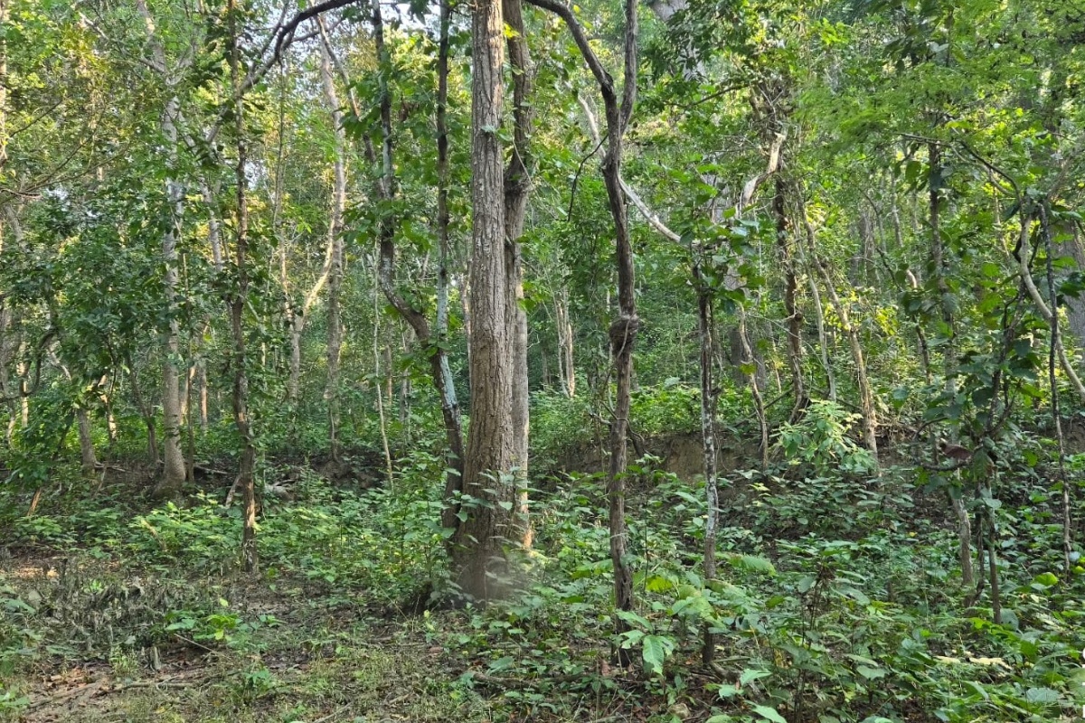 बाँकेको दुई हजार ५७८ हेक्टर क्षेत्रमा चक्ला वन निर्माण