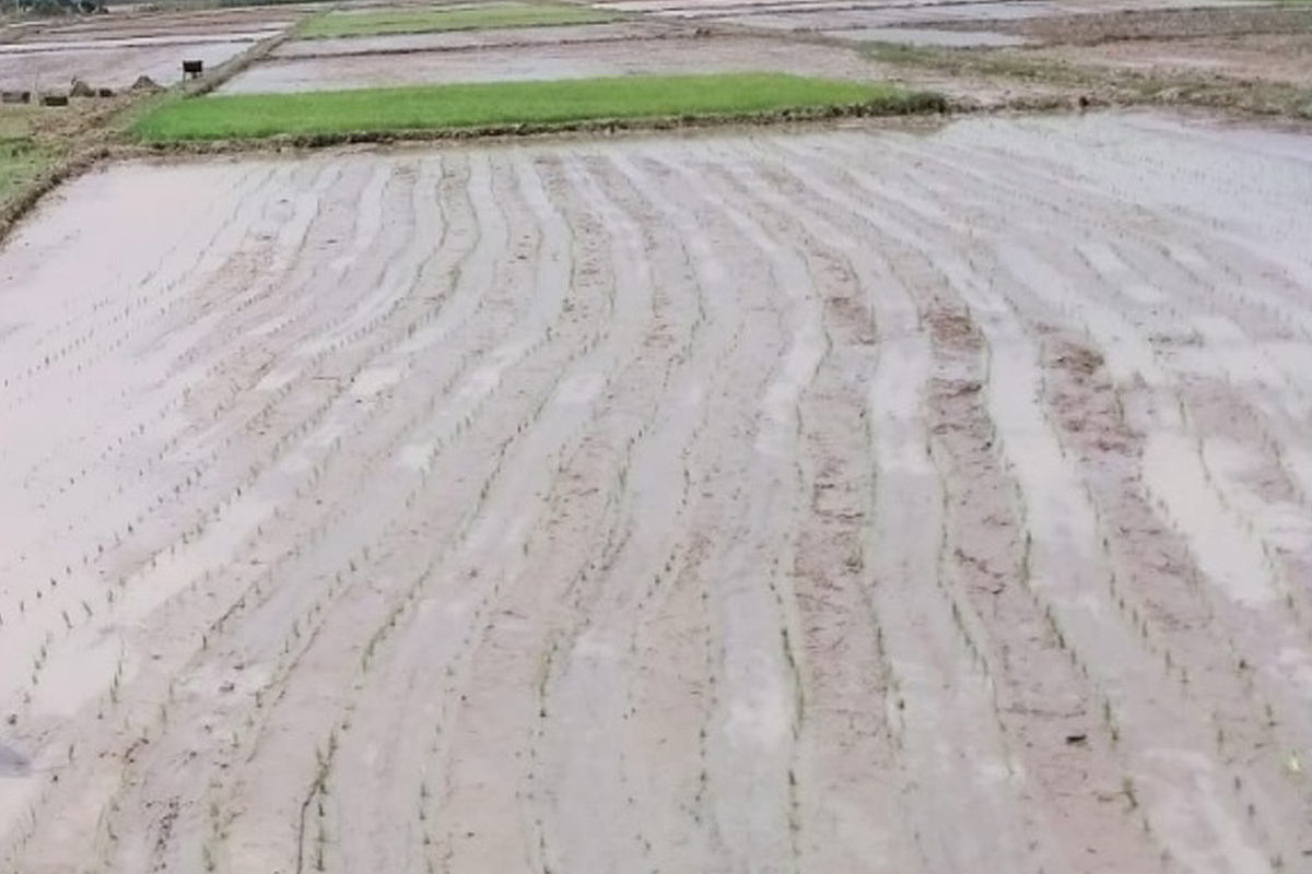 पानी नपरेपछि बाराका किसानले पाएनन् चैतेधान रोप्न