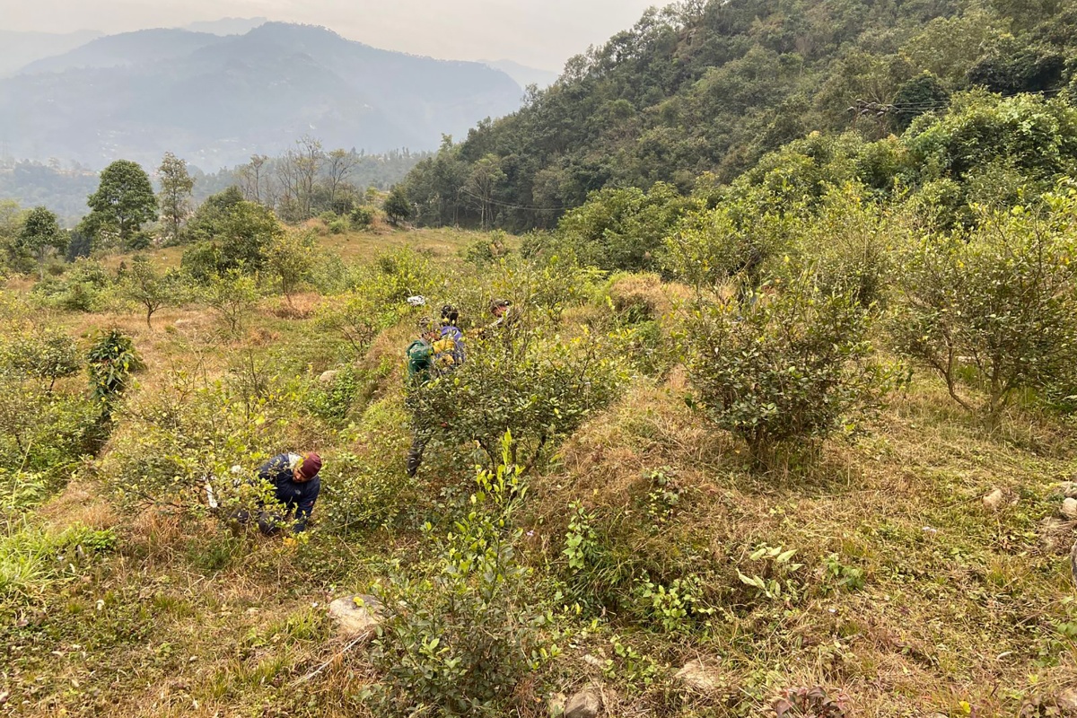 बागलुङको बलेवा गाउँमा डेढ करोड लगानीमा कागतीखेती