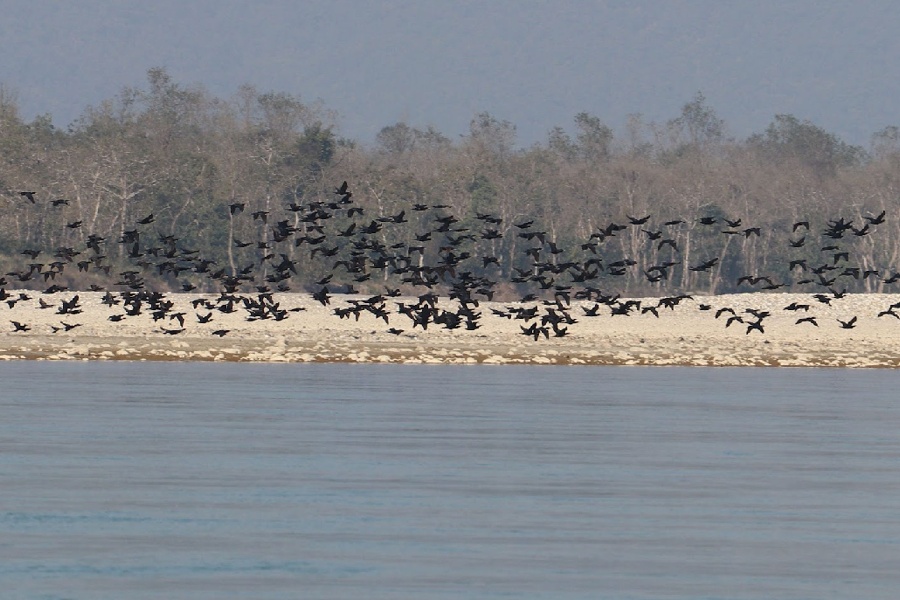 नारायणी नदी क्षेत्रमा भेटिए ४३ प्रजातिका चरा
