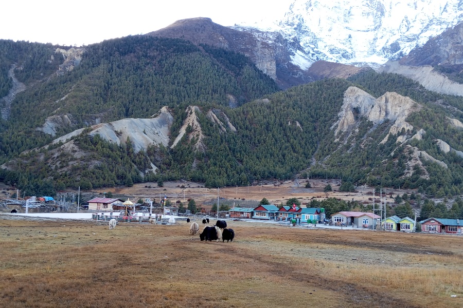 चिसो बढेपछि बेँसी सारिँदै गोठ, खाली भए लेकका खर्क