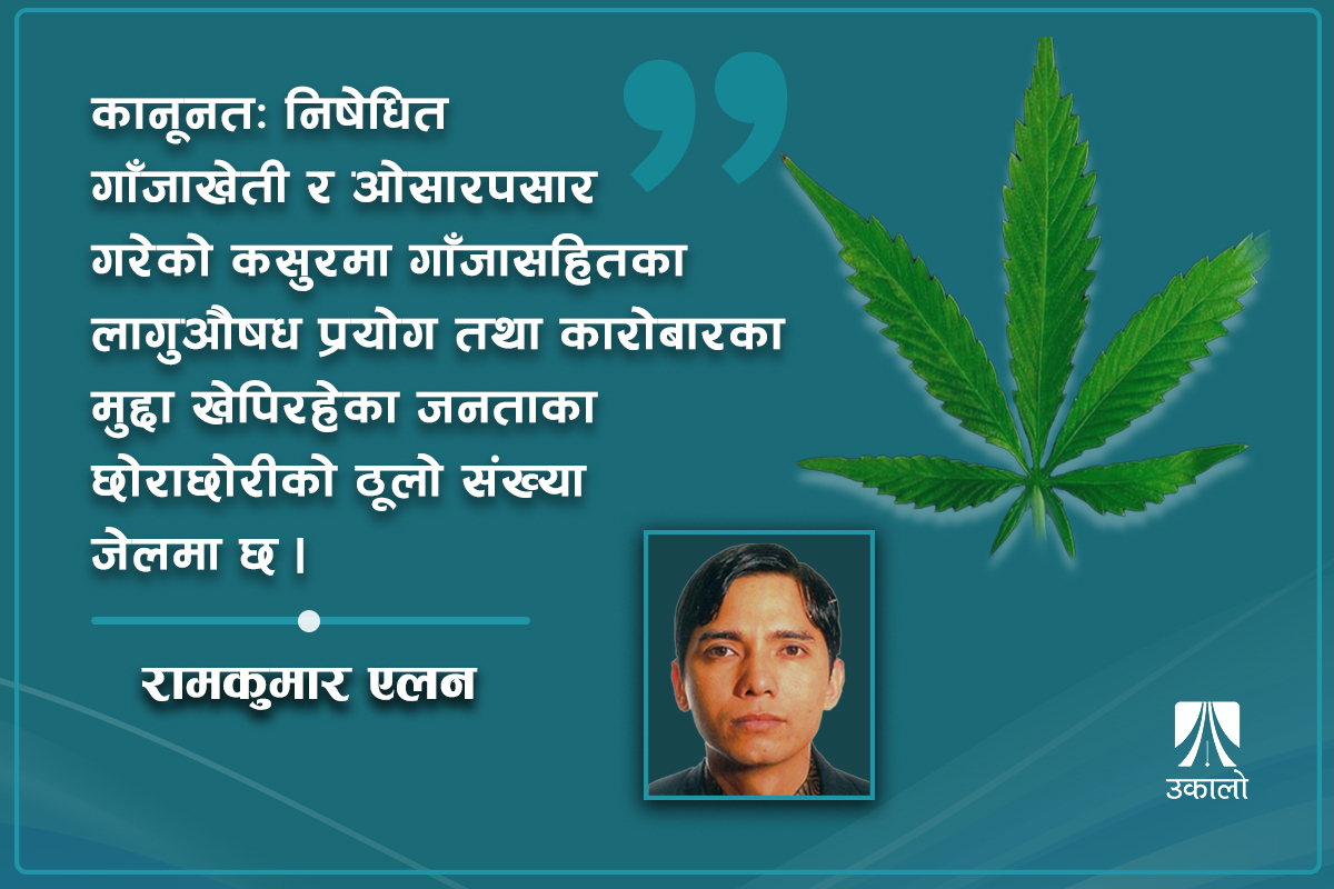 ‘गाँजा गणतन्त्र’ होइन, ‘गाँजा अर्थतन्त्र’ निर्माणको लक्ष्य