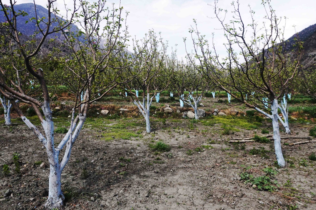 फुल्न लागेको स्याउका बोटमा वर्षाले असर, उत्पादन घट्ने