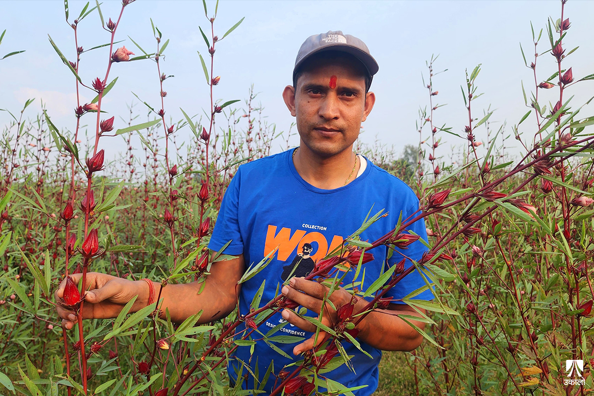 कर्णालीको जडीबुटी संसारलाई चिनाउन कस्सिएका राजेन्द्र