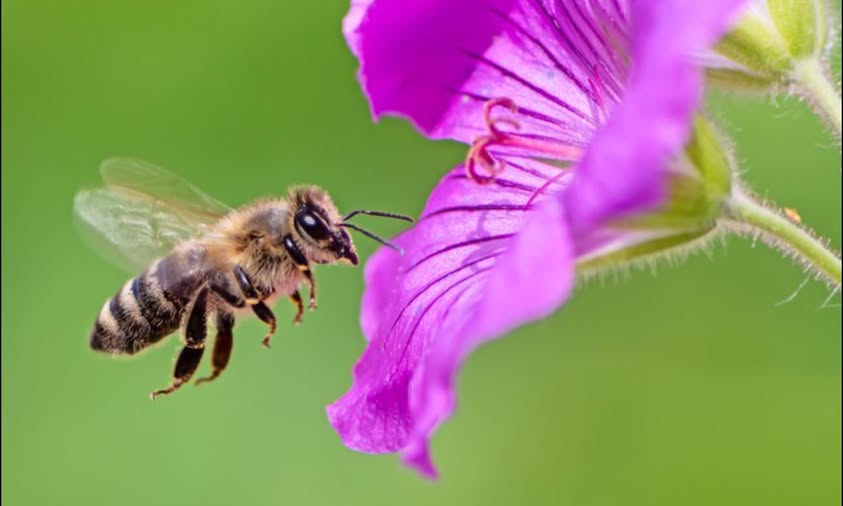 चितवनमा कृत्रिम प्रविधिबाट मौरीको रानु उत्पादन