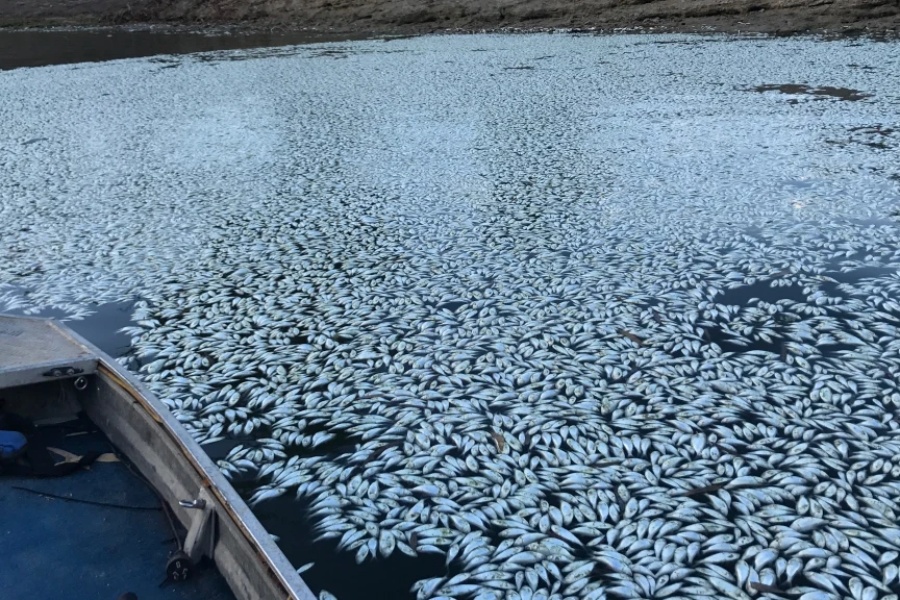 माछा जोगाउन डार्लिङ नदीलाई अक्सिजन दिइँदै