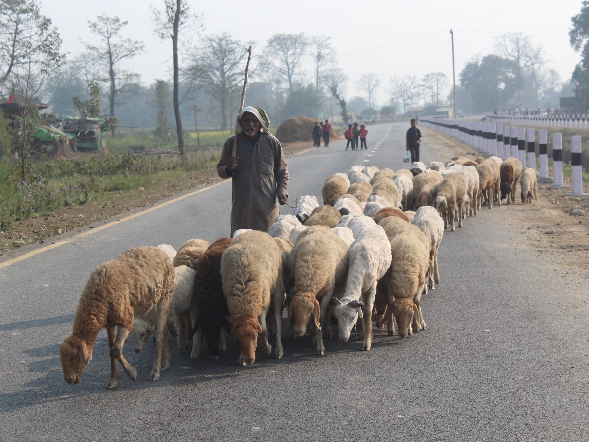 बिक्री भएन ऊन, विस्थापित हुने जोखिममा भेडिहर