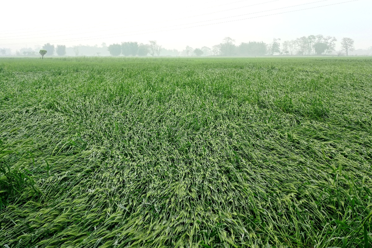 हावाहुरीसहितको असिनापानीले खेती नष्ट गरेपछि किसान चिन्तित