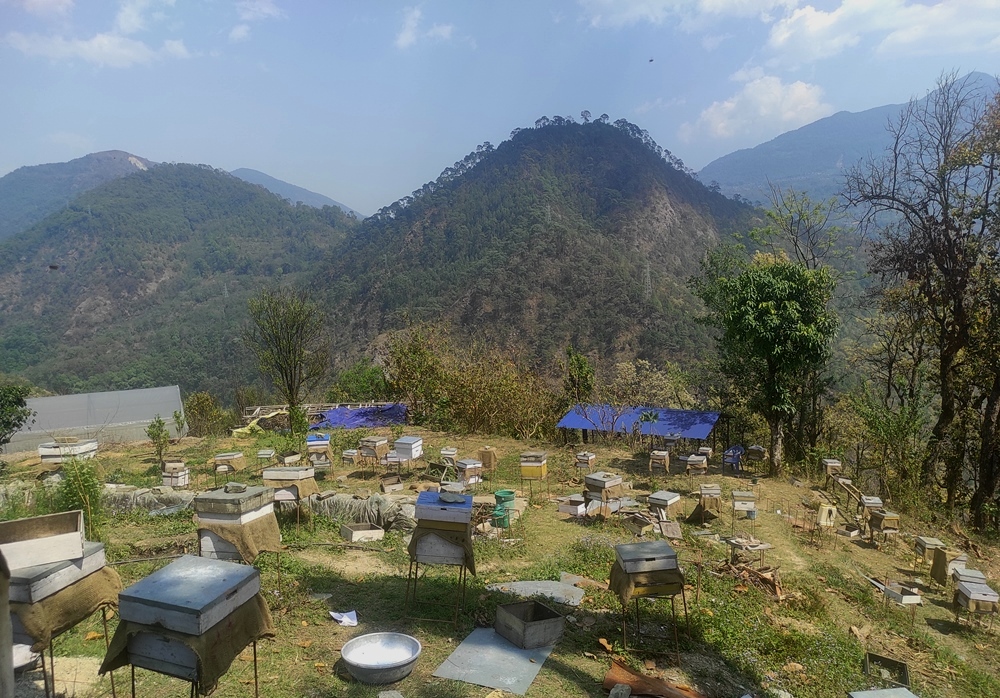 सुन्तलाखेती छाडेर मौरीपालन थालेका टीकारामले गर्छन् वार्षिक ३५ लाख आम्दानी