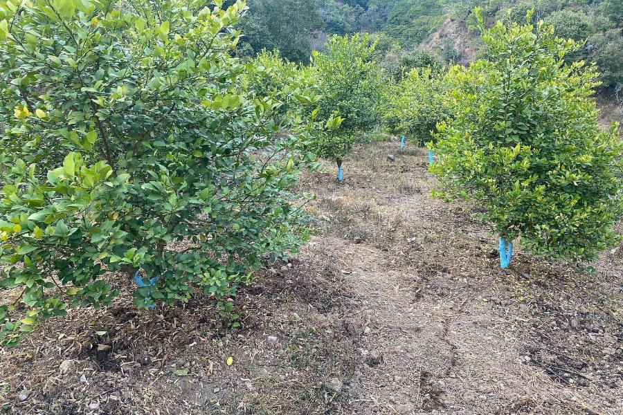 पाखो जग्गा बन्यो कागती बगैँचा