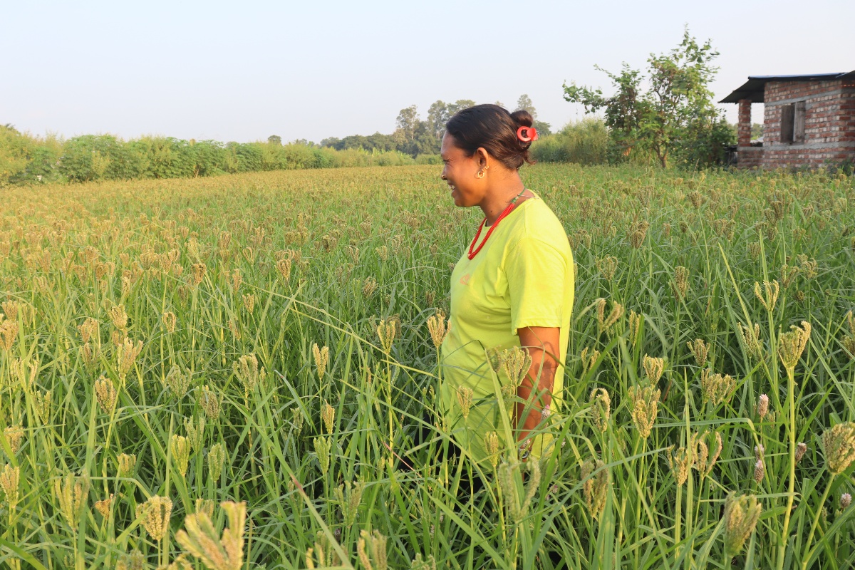 कोदोको व्यावसायिक खेतीतर्फ आकर्षित हुँदै बराहक्षेत्रका किसान