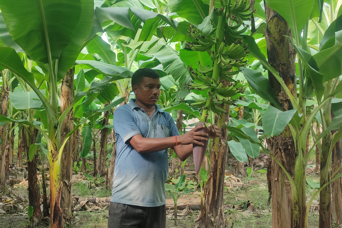 केराखेतीमा रमाएका प्रताप, वार्षिक १० लाखसम्म आम्दानी 