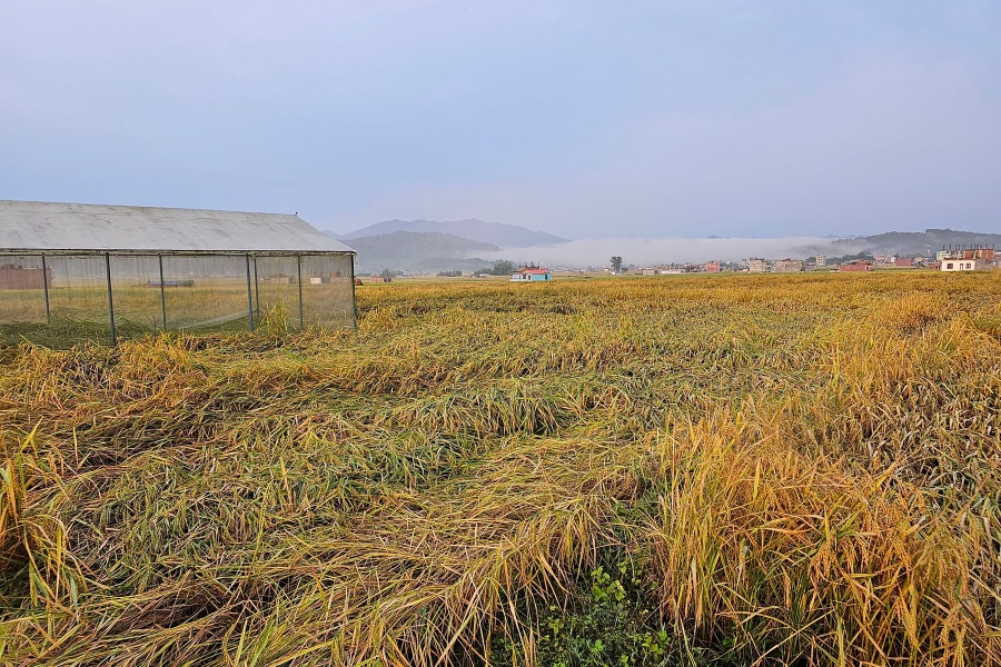 पाकेको धानमा वर्षा र हुरीले क्षति गरेपछि कञ्चनपुरका किसान चिन्तित