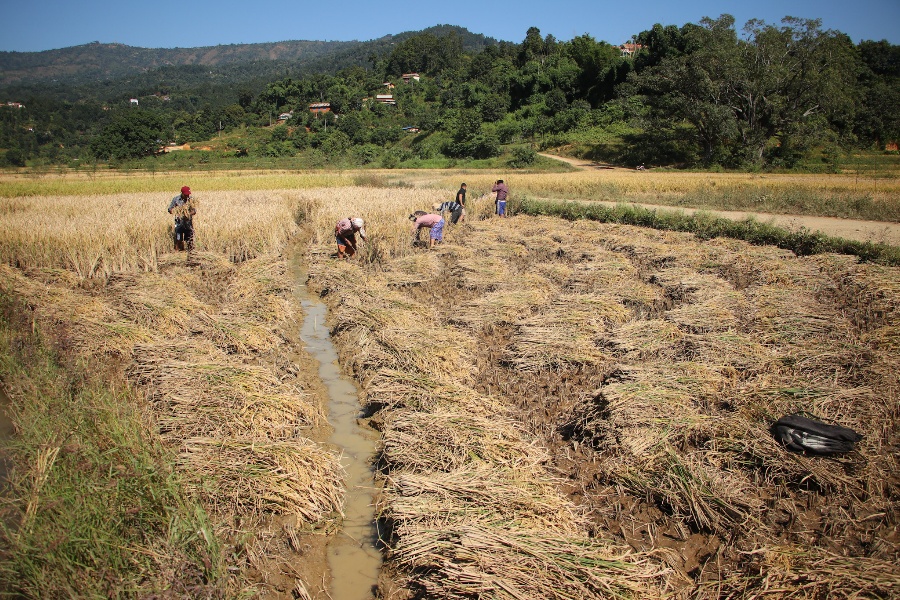 धान भित्र्याउने बेलाको वर्षाका कारण उत्पादन घट्ने अनुमान, आयात बढ्न सक्ने