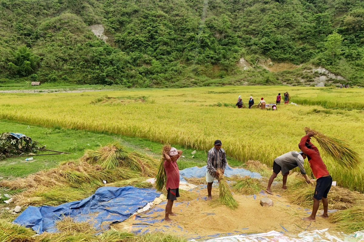 तनहुँका किसानलाई चैते धान थन्क्याउने चटारो