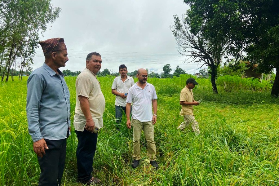 जंगली हात्तीले नष्ट गर्‍यो २० बिघामा लगाइएको धानबाली