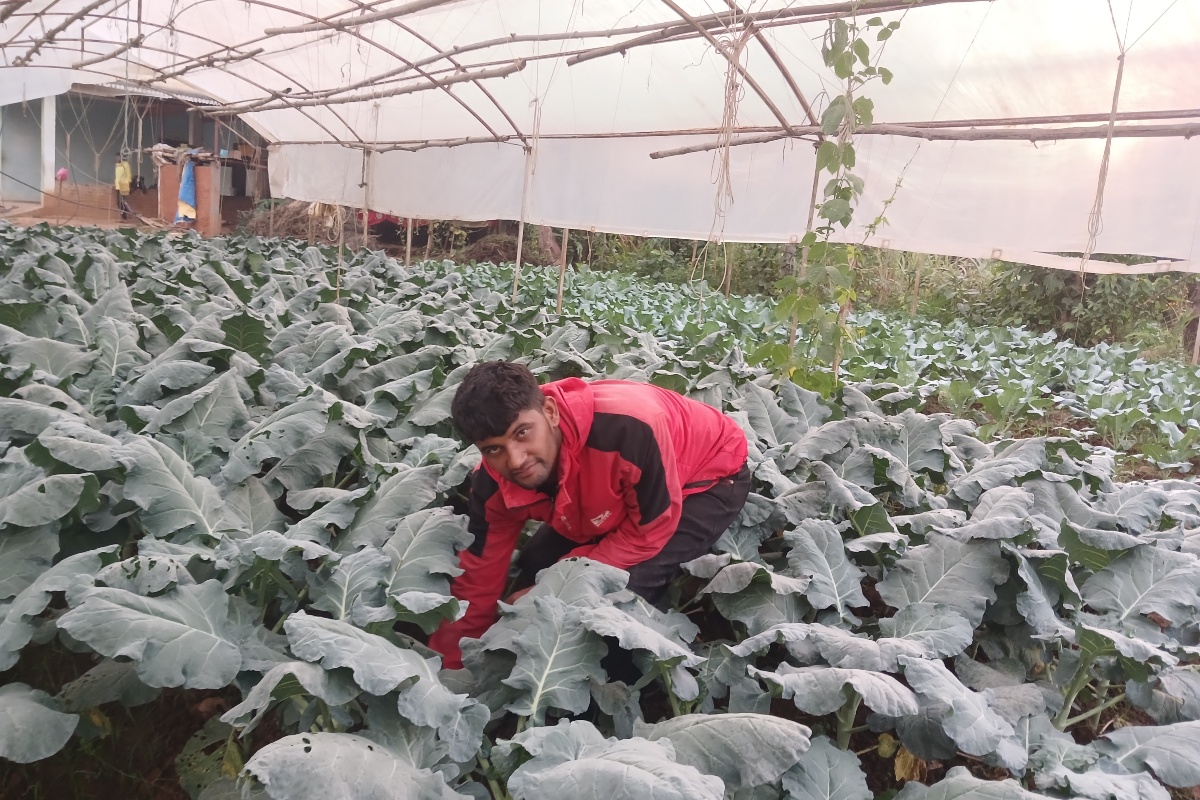 जग्गा भाडामा लिएर कृषिमा लागेका २४ वर्षीय विवेक