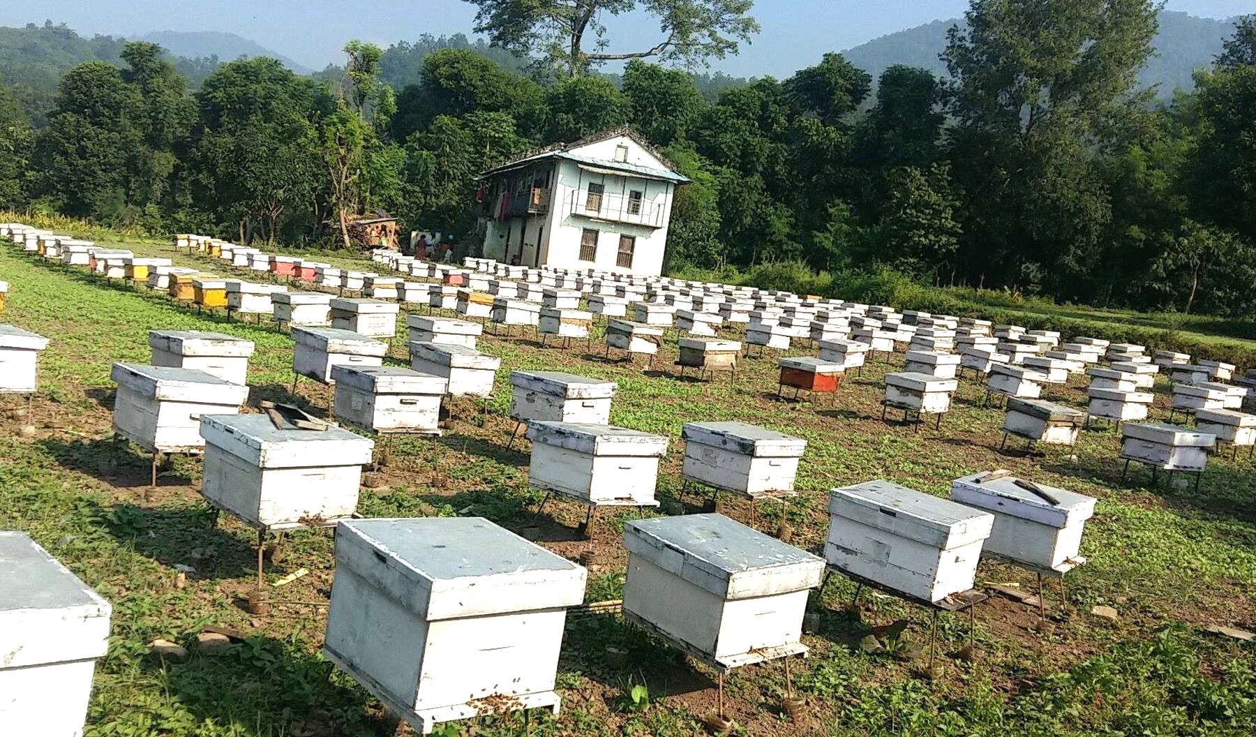 विदेश निर्यात हुन्छ दगामको मह