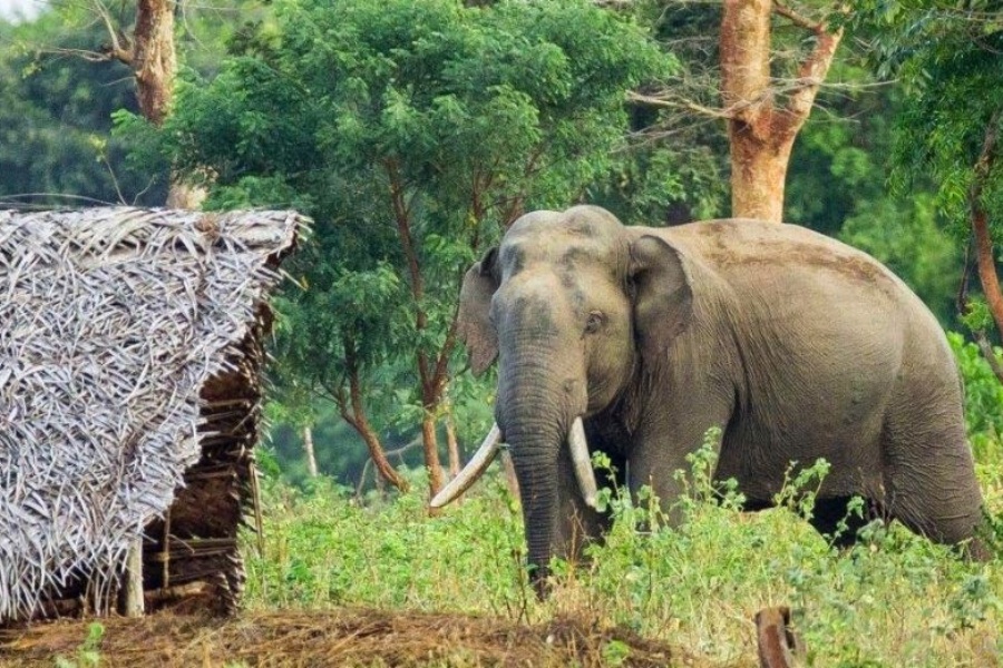 झापामा हात्तीको आक्रमणबाट १ जनाको मृत्यु