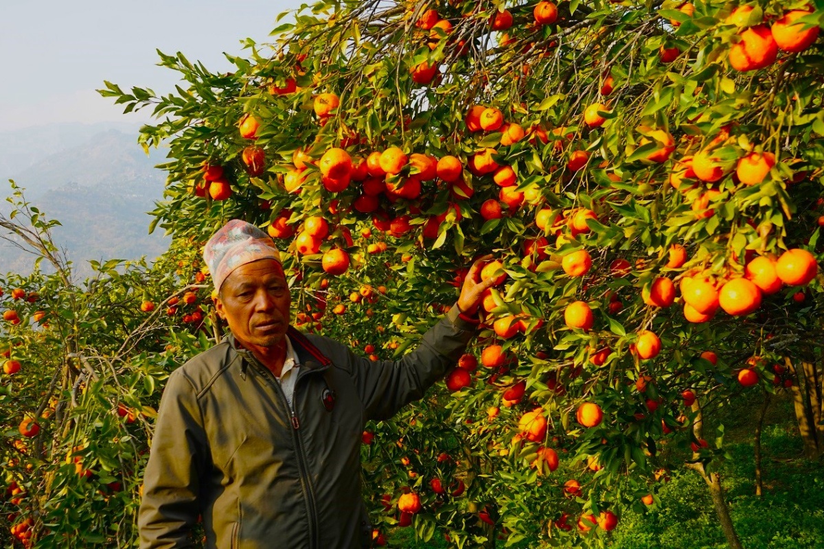 जगतबहादुरको लोभलाग्दो कृषिकर्म: एकै वर्षमा बेच्छन् ४५ लाखको सुन्तला