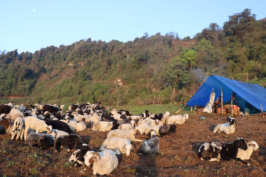 भेडापालन प्रवर्द्धन गर्न गोठालो भत्ता