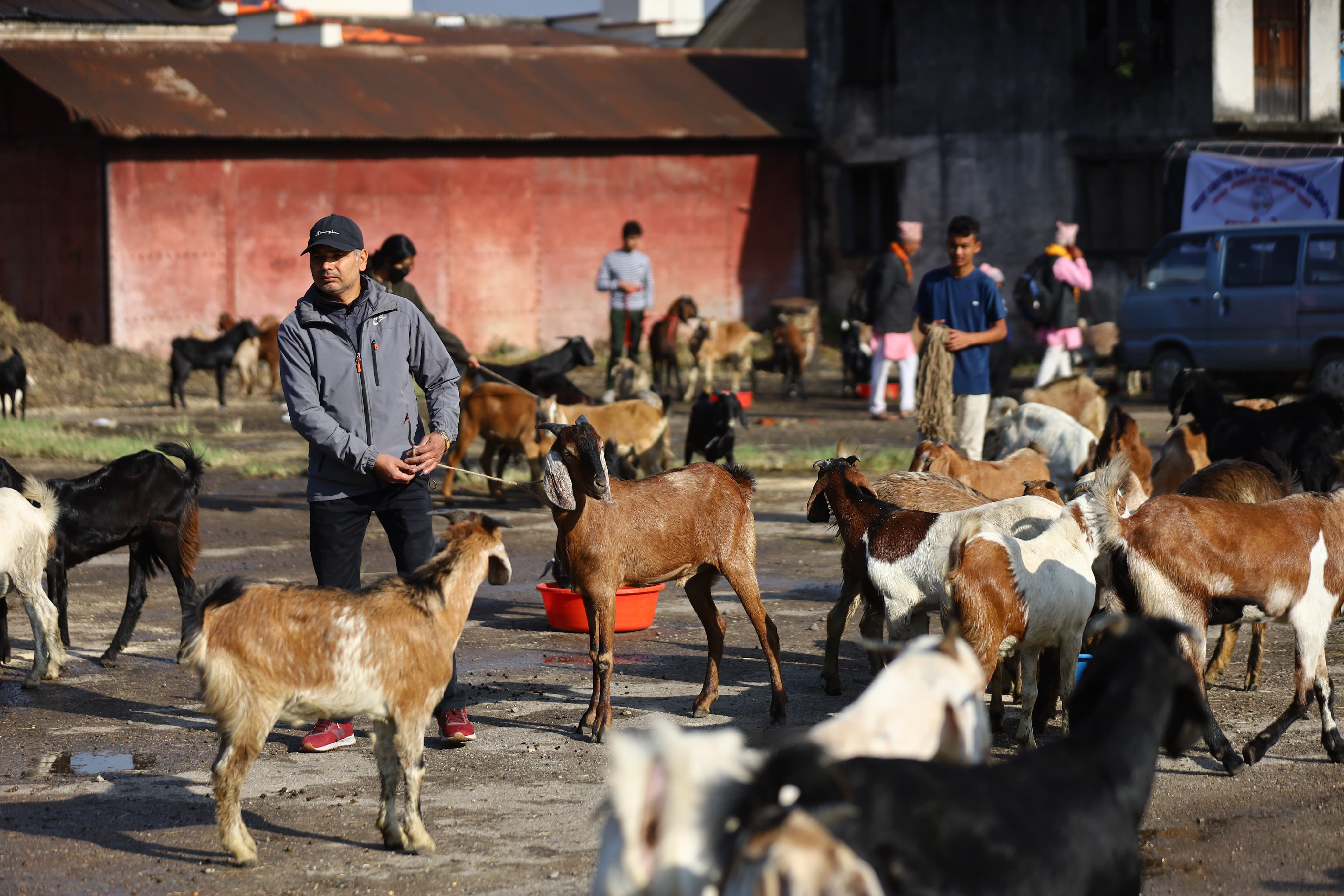 खाद्यले थाल्यो खसीबोका र च्याङ्ग्राको बिक्री