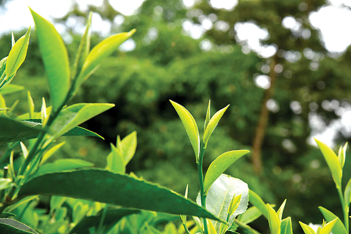 भारतले रोक्यो नेपाली चियाको निर्यात