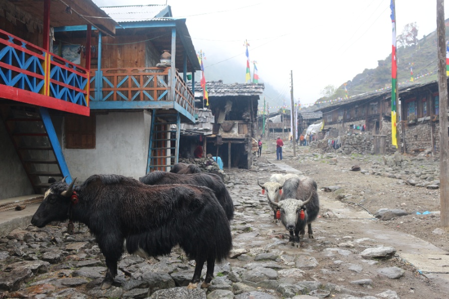 ताप्लेजुङको हिमाली क्षेत्रमा चिसो अत्यधिक बढ्यो, जनजीवन कष्टकर