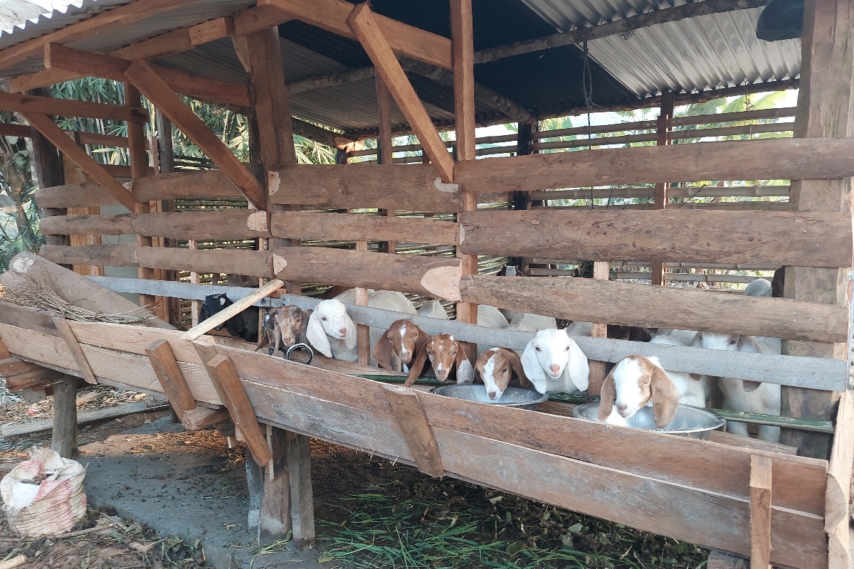 व्यावसायिक बाख्रा पालनतर्फ नवलपरासीका किसान