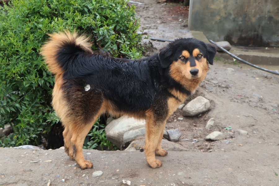 बागलुङमा बढ्यो भोटे कुकुरको माग, ६० हजारसम्ममा बिक्री