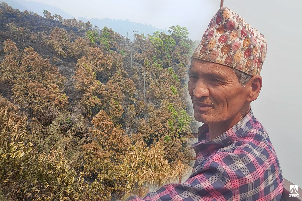 ‘डढेलोले वन खाइदियो, भैँसी–बाख्रालाई पो के खुवाउने?’