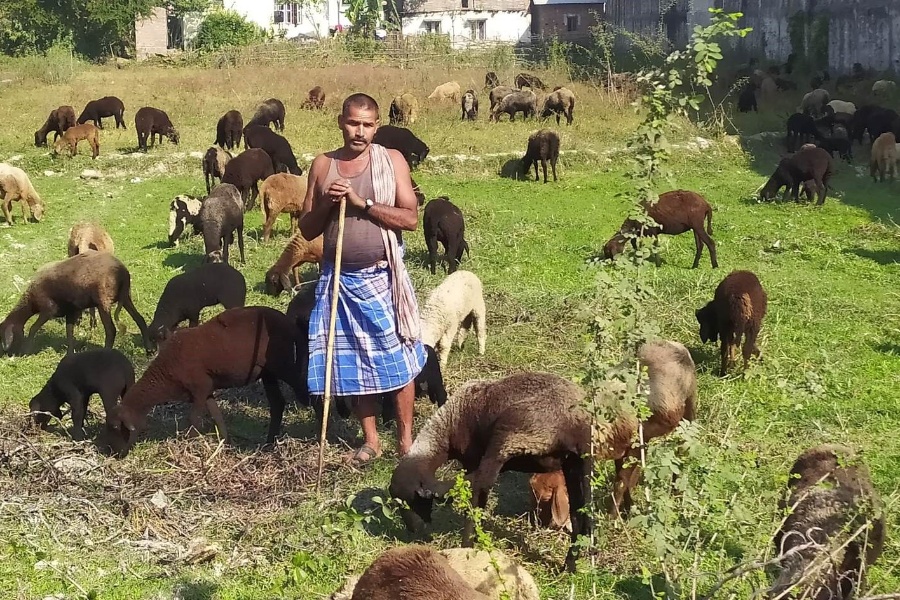 भेडाबाख्रा पाल्न चरन क्षेत्रको अभाव